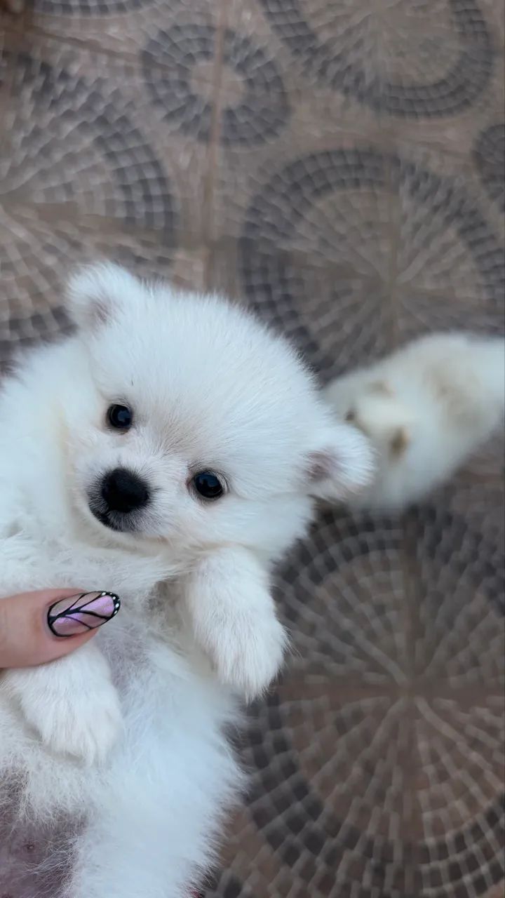 Spitz alemão  - Foto 3