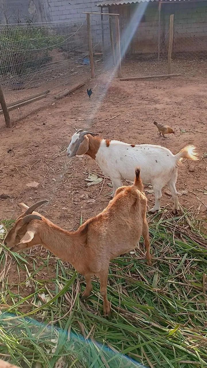 Cabra cabrito bode  - Foto 5