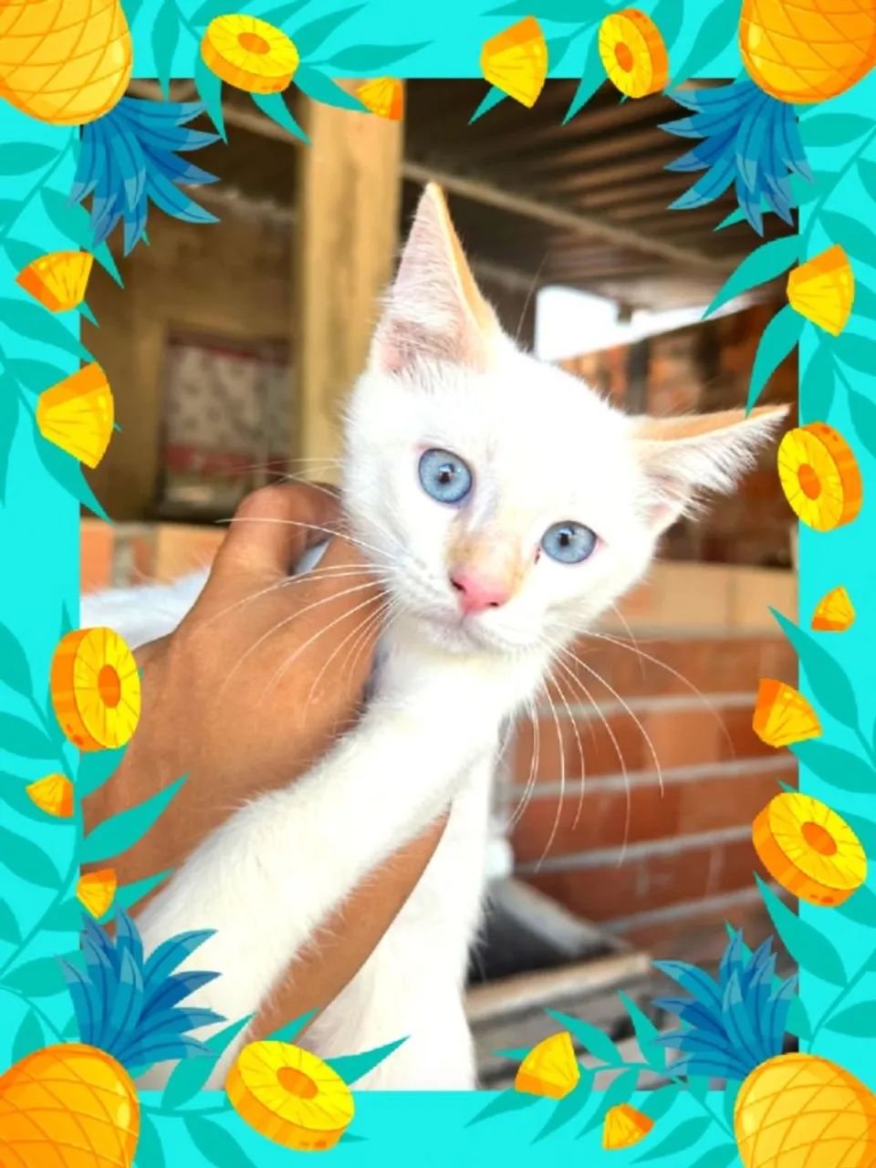 Gato branco siamês  - Foto 5