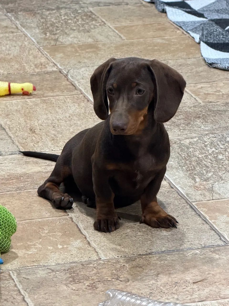 Dachshund chocolate de barbada - Foto 3