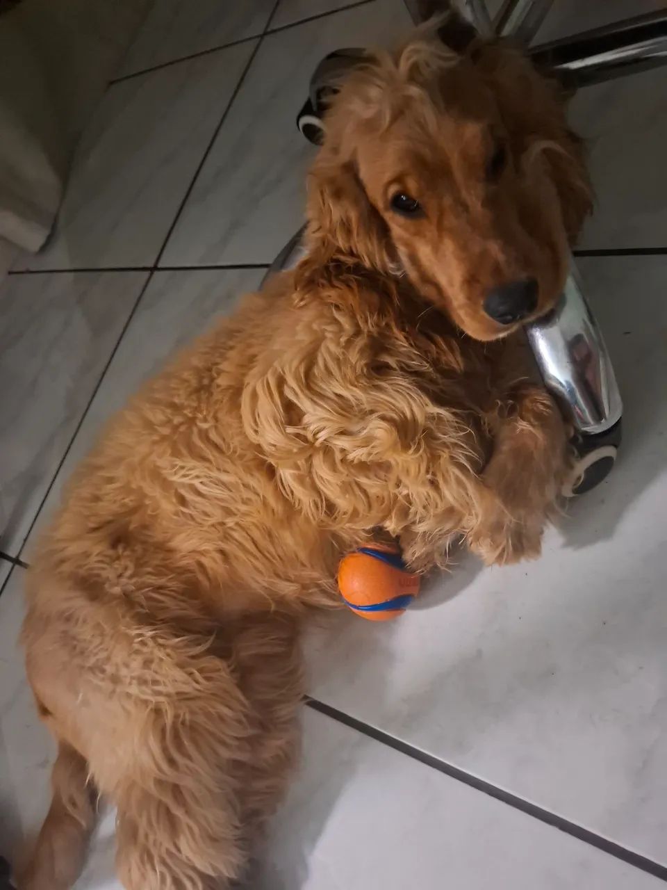 Adoção responsavel de cocker spaniel de 11 meses