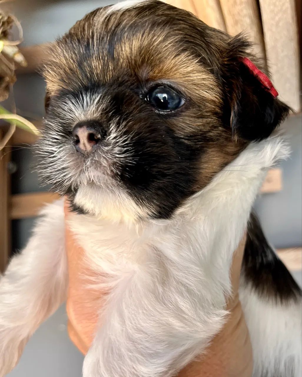 Shih  Tzu - Foto 4