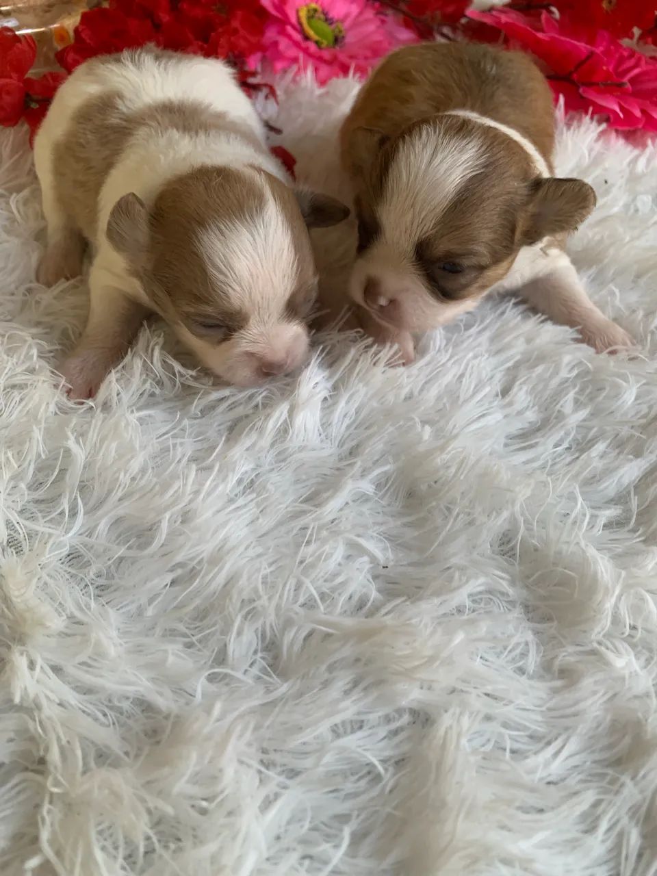 Chihuahua  - Foto 2
