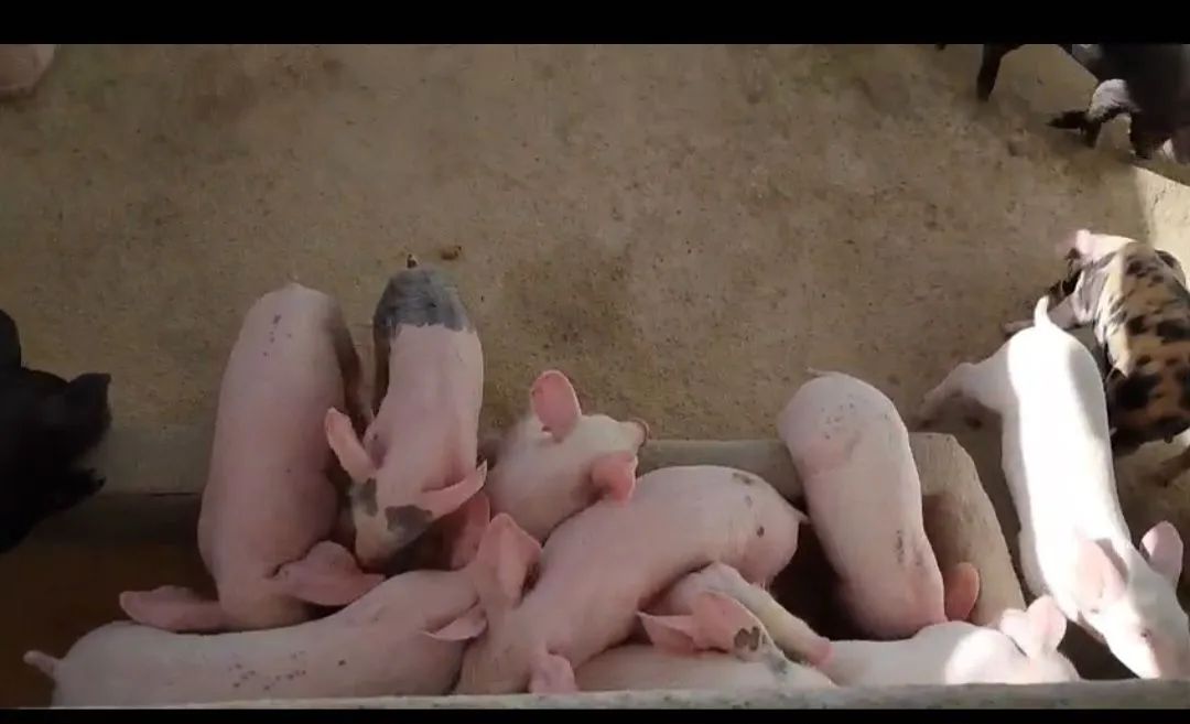 Leitões a venda  - Foto 4