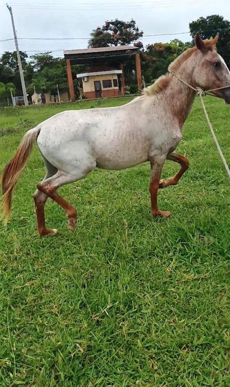 Potro mangalarga lindo