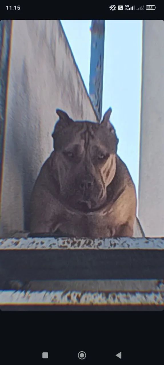 Pitmonster  - Foto 2
