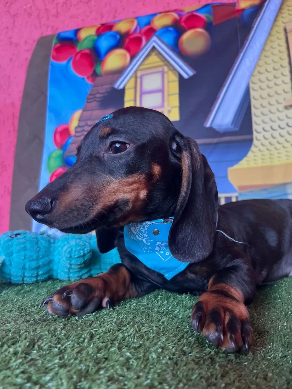Dauschund  Teckel R$ 1.500 - Foto 4
