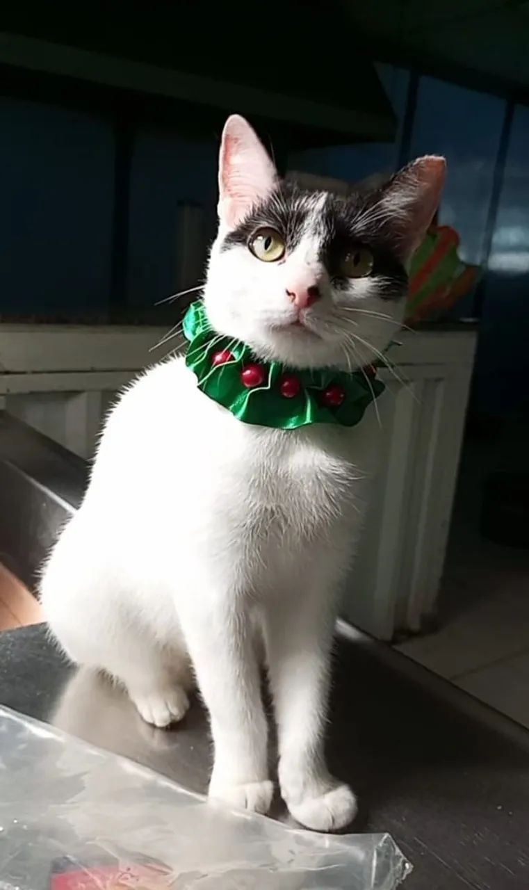 Uma princesa para adoção. - Foto 3