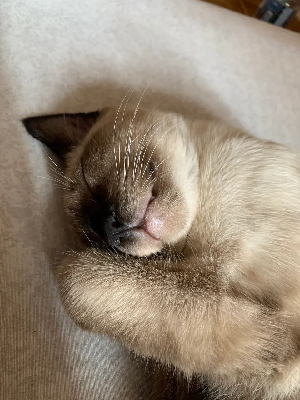 Gatos  - Foto 2