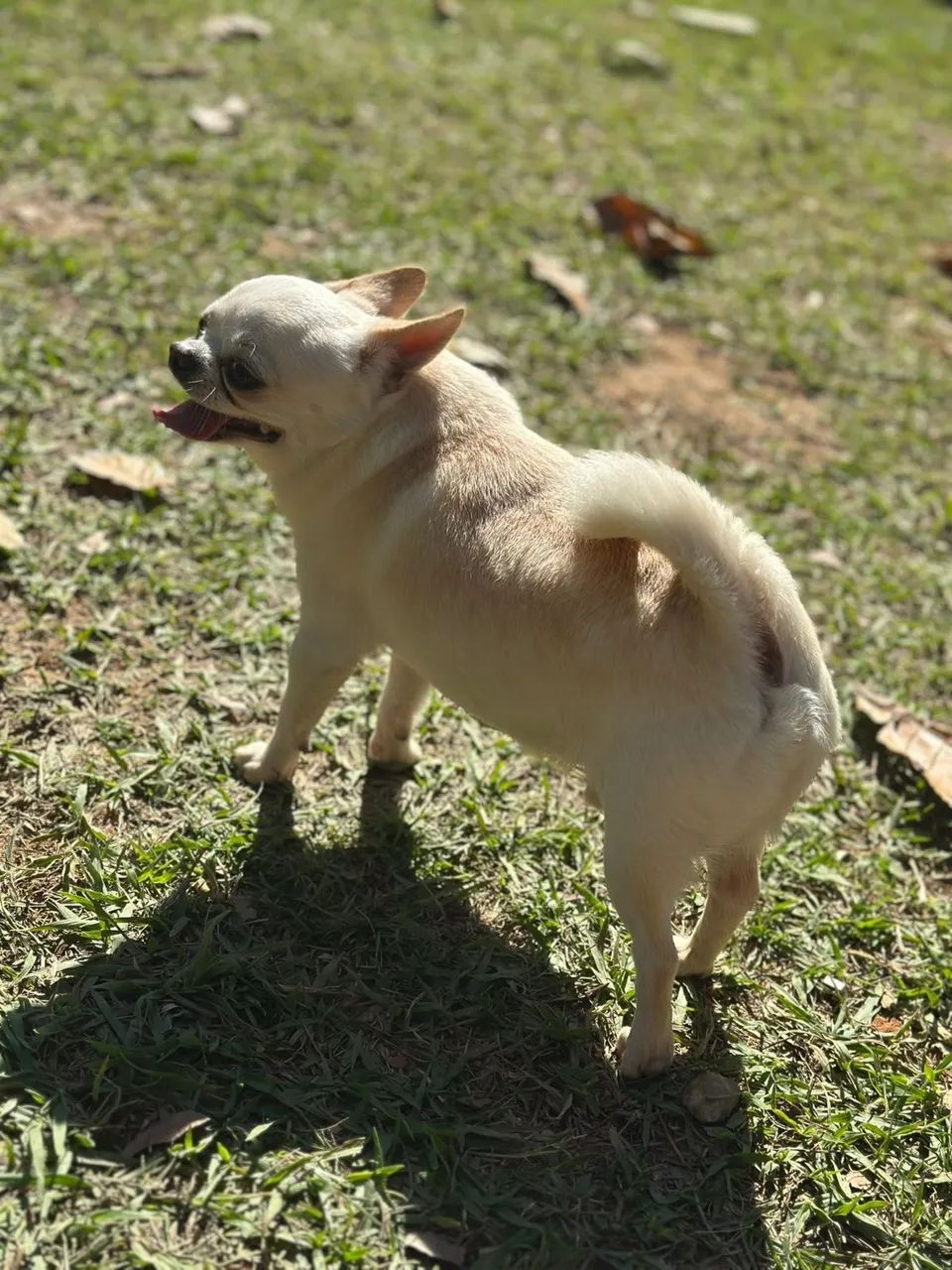 Chihuahua macho  - Foto 2