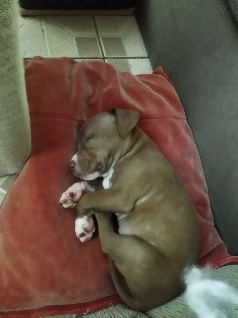 Pitbull fêmea  - Foto 2