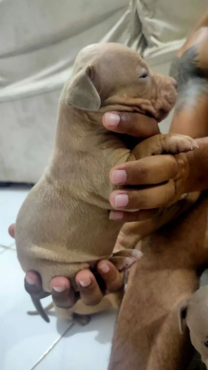 Pitbull filhotes  - Foto 2