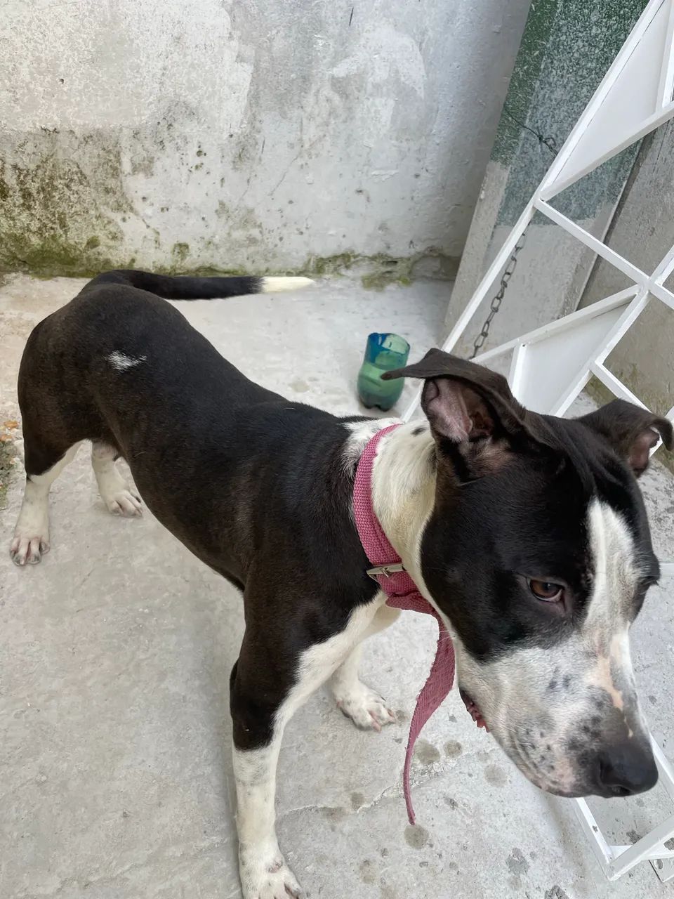 Vendo pit bull super docil  - Foto 3