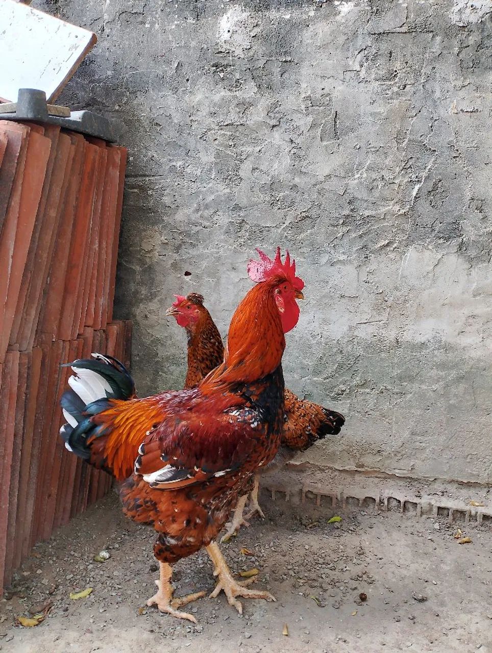 Casal lindo de balão pra vender 