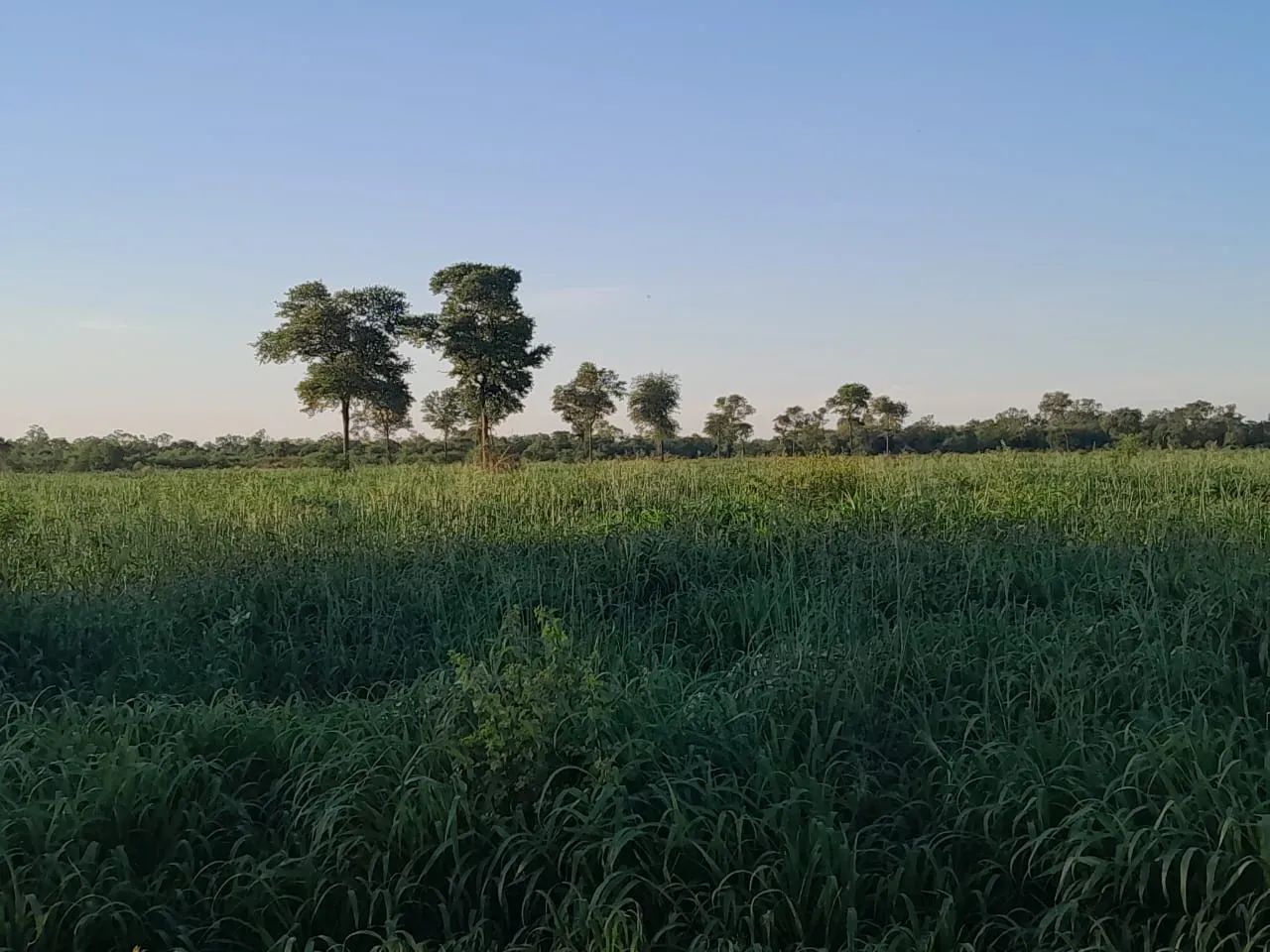 FAZENDA PRÓXIMA À PORTO MURTINHO - MS