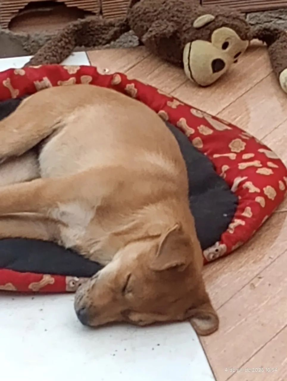 Doação de cachorro  - Foto 4