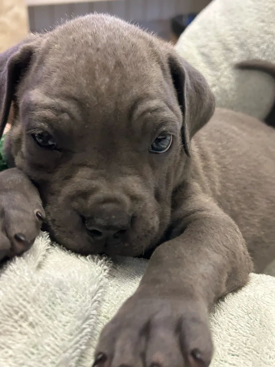 Filhotes de cane corso  - Foto 2