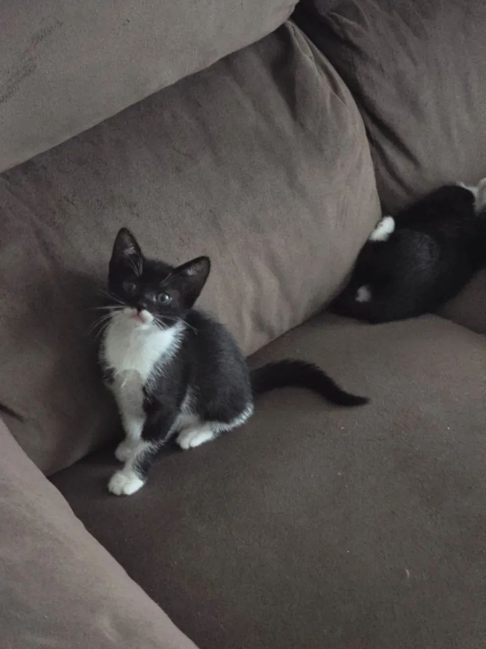 Doação de gato - Foto 5