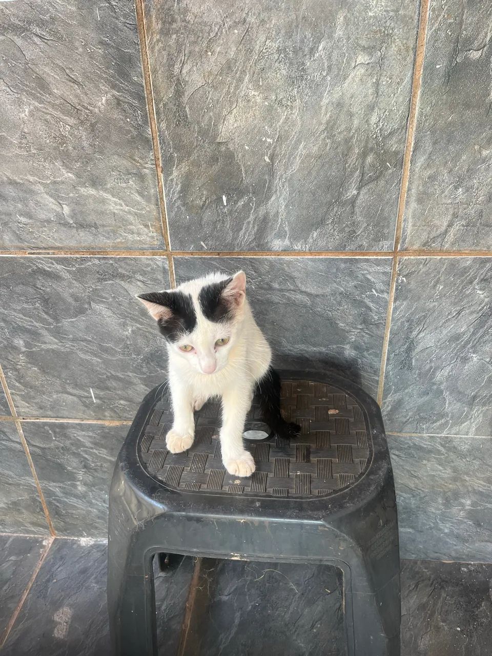 Doação de gatinha  - Foto 4