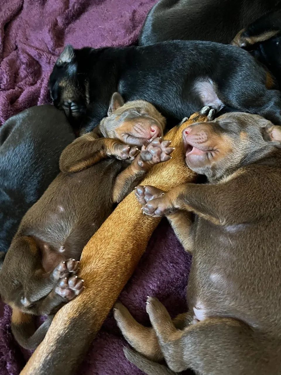 Doberman - Pedigree CBKC - Foto 3
