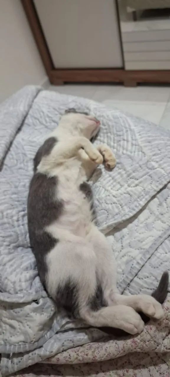 Gato  - Foto 3