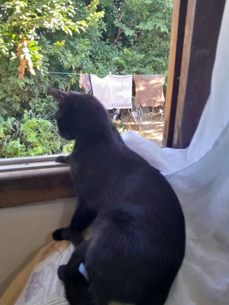 Doando uma gatinha  - Foto 2