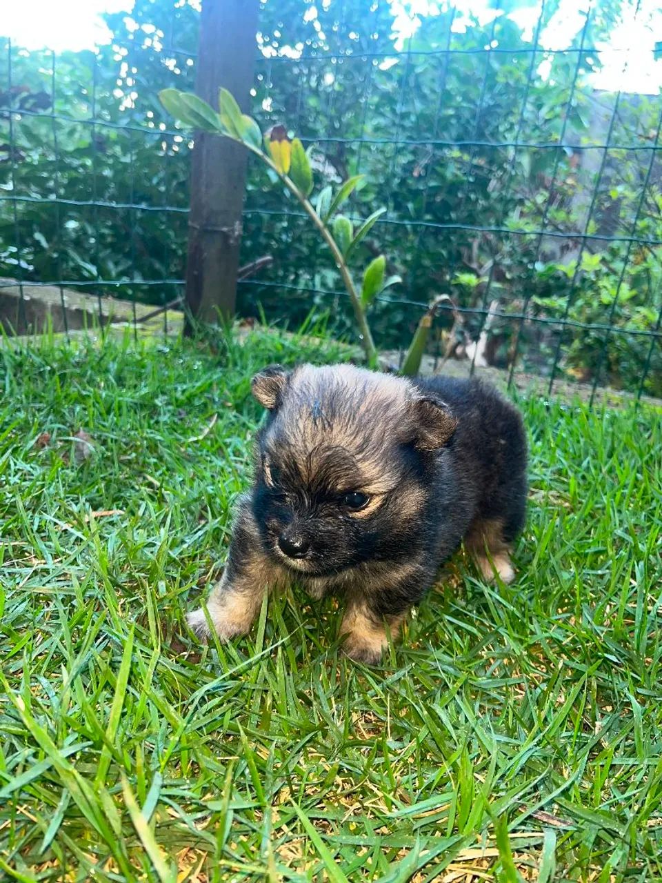 Filhote de Spitz anão Machinho Laranjado  - Foto 2