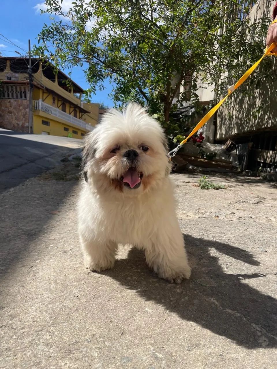 Shih tzu - Foto 3