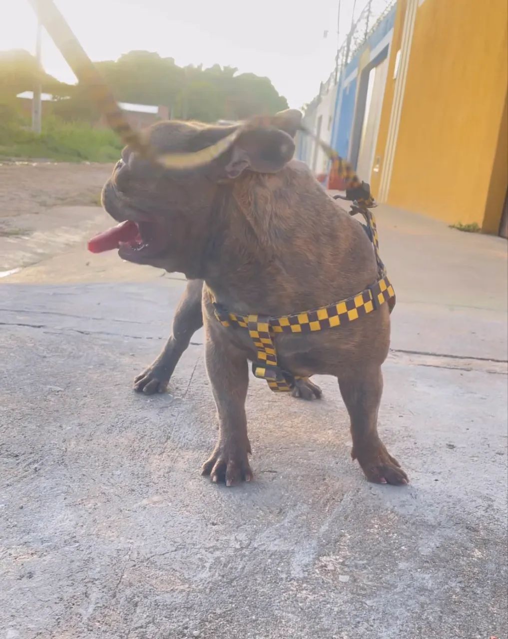 PROCURA-SE NAMORADA  - Foto 2