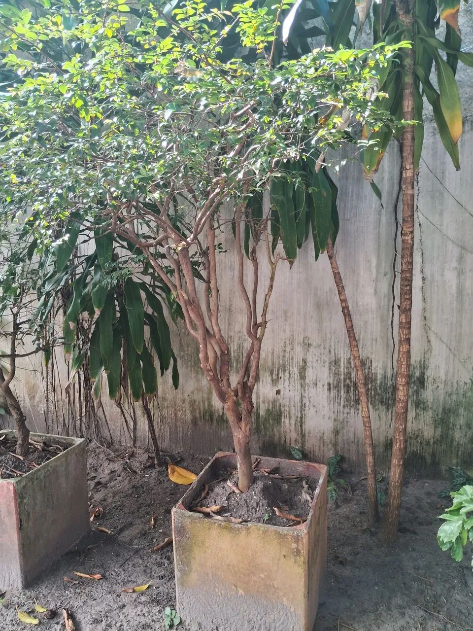 Jabuticabeira  - Foto 2