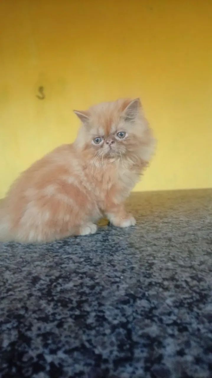 Gato  - Foto 2