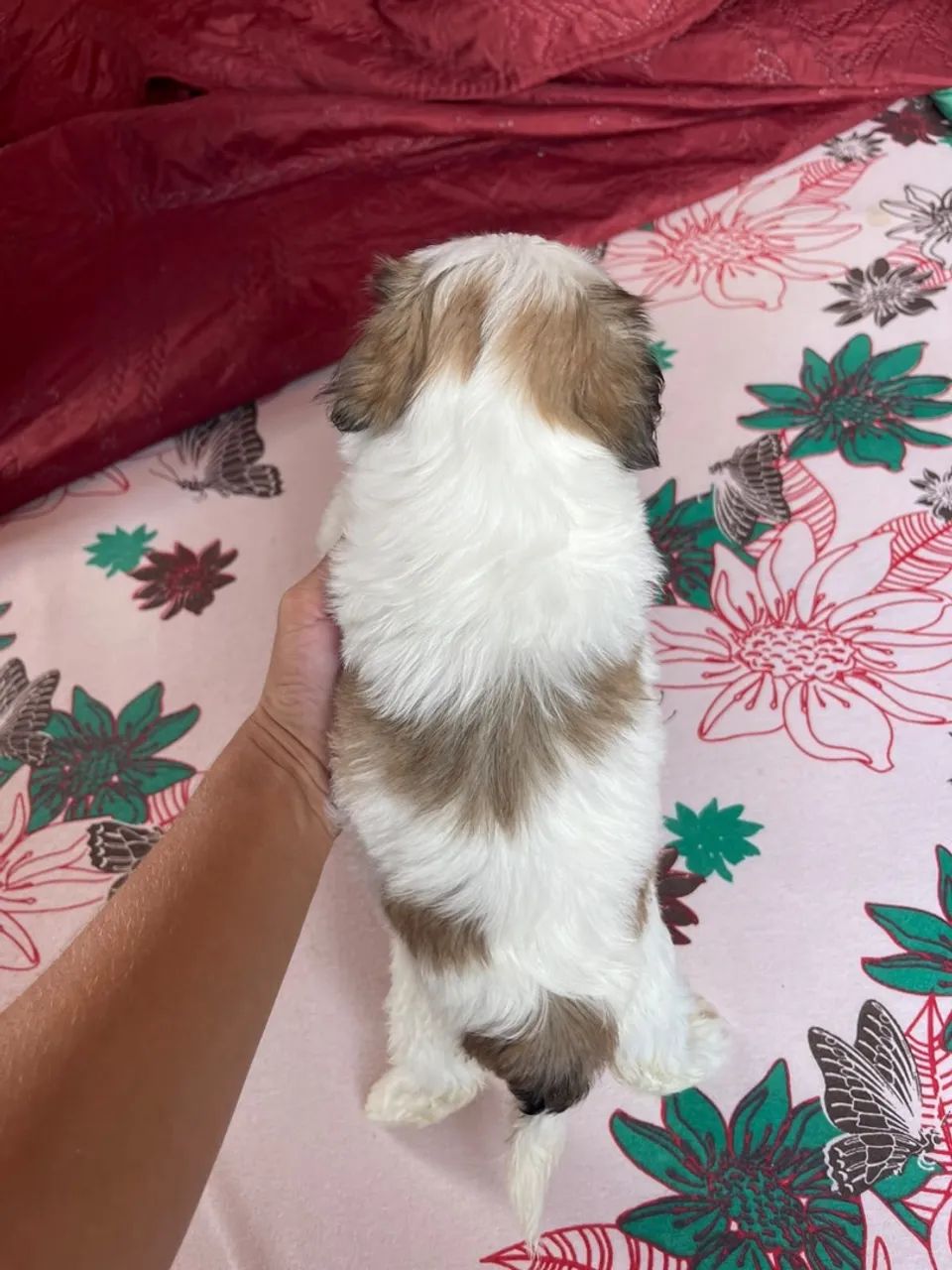 Vende se cachorrinha shih tzu - Foto 2