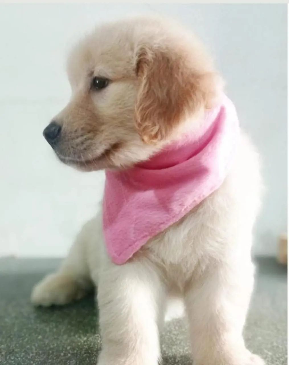 Golden Retrivier  - Foto 2