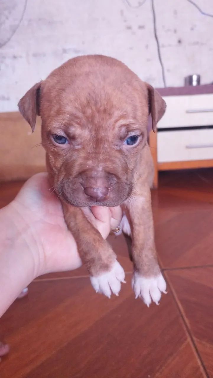 Filhotes de pitbull - Foto 2