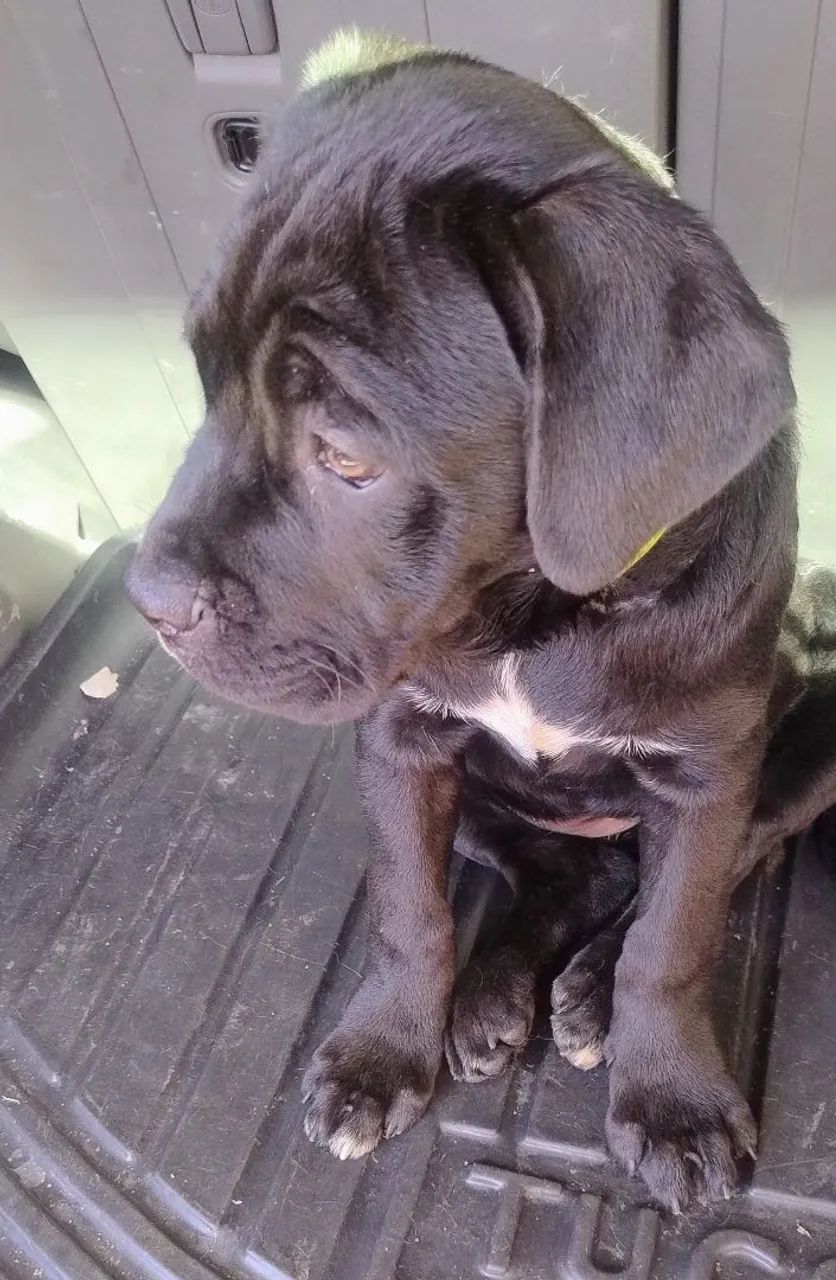 Cane Corso fêmea  - Foto 3