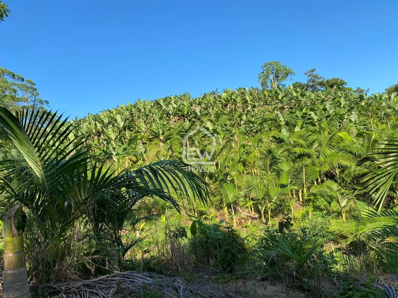 Sítio com Área Total de 101.850m² em Massaranduba, SC - Foto 3