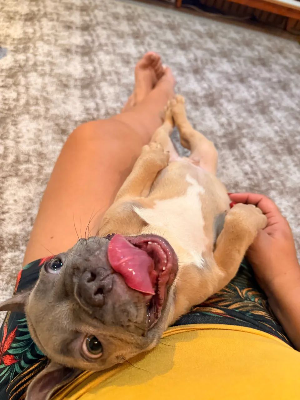 Buldogue francês exótico  - Foto 4