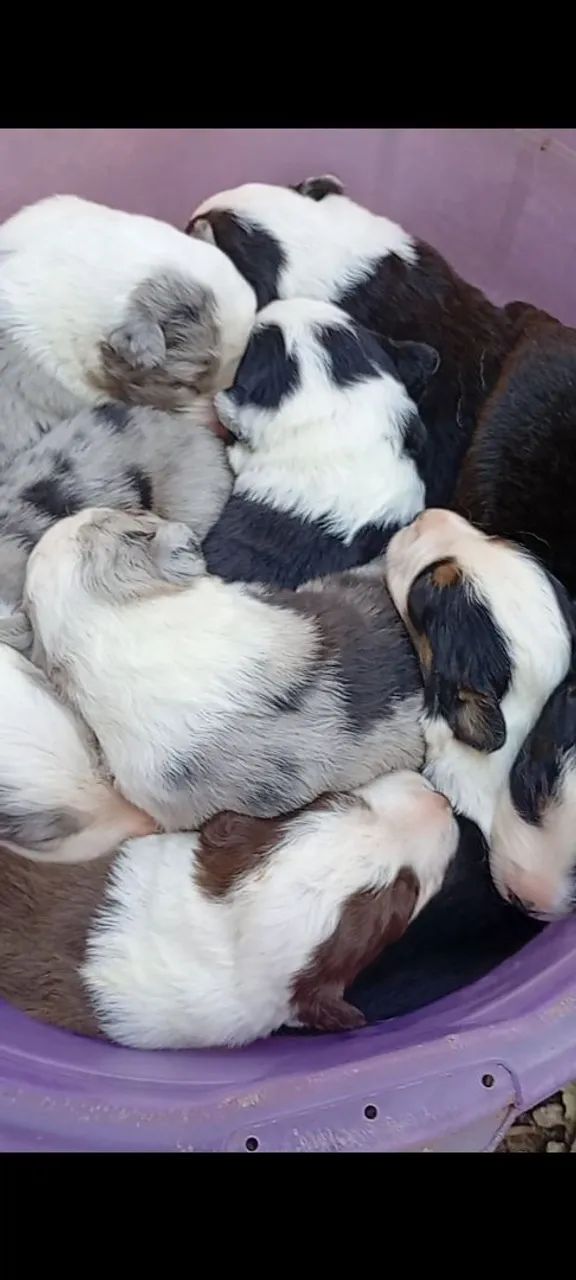 Border Collie filhotes - Foto 2