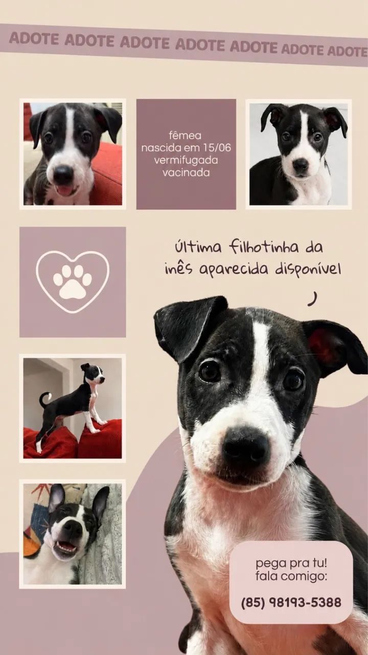 filhote para adoção  - Foto 4