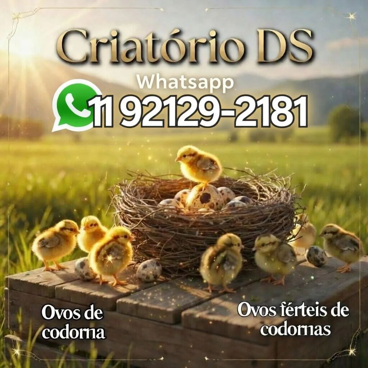Ovos de codorna férteis  - Foto 3