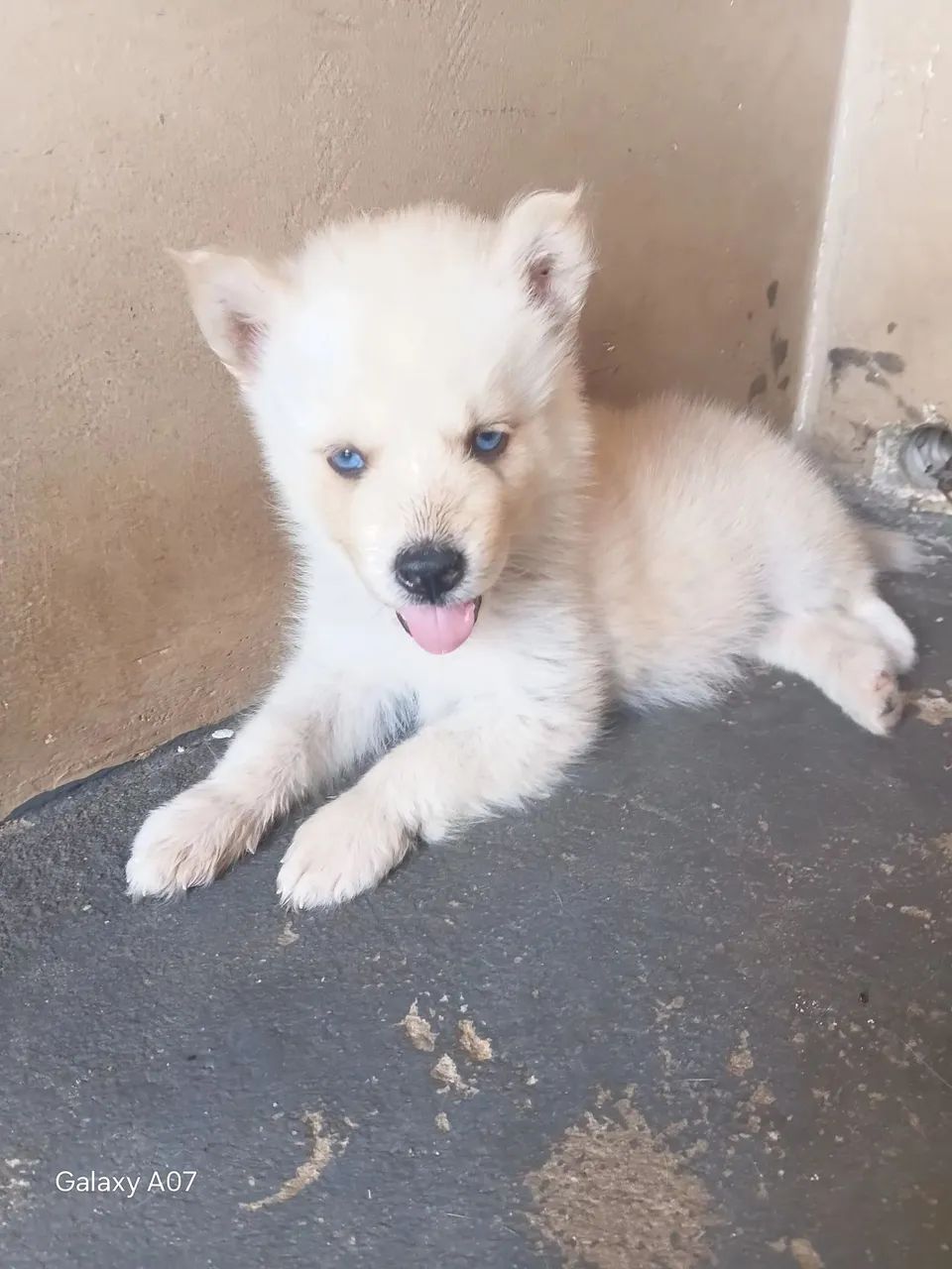 Husky siberiano  - Foto 3