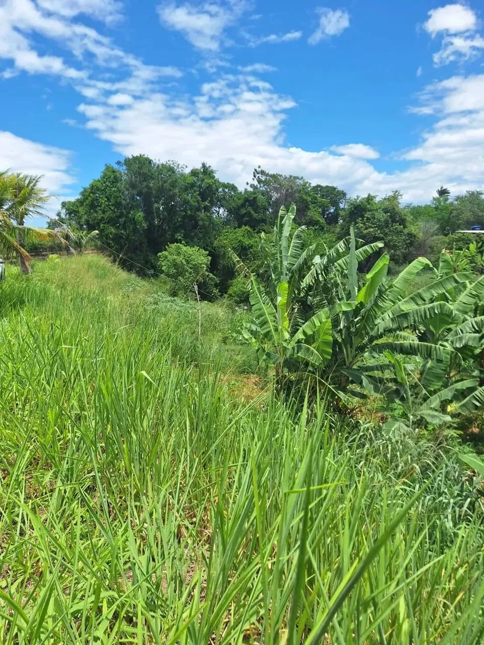 Imóvel para venda possui 2500 metros quadrados em Campo Lindo - Seropédica - RJ