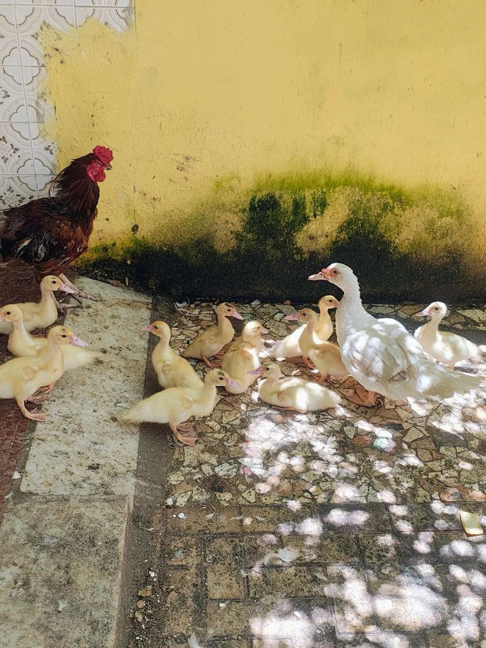 Lindos e amigáveis  - Foto 2