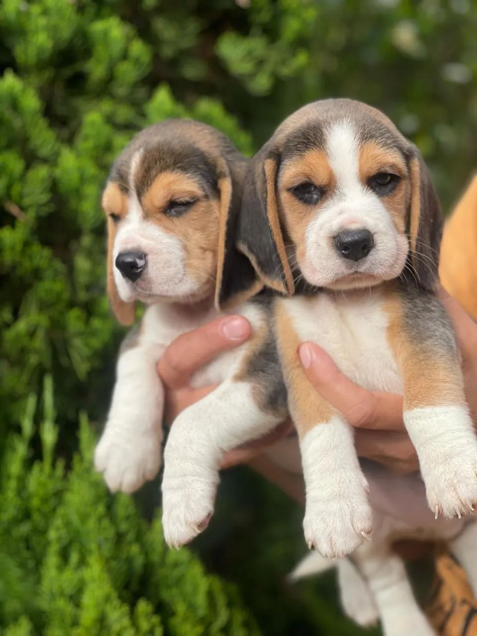Beagle padrão raça com garantia - Foto 2