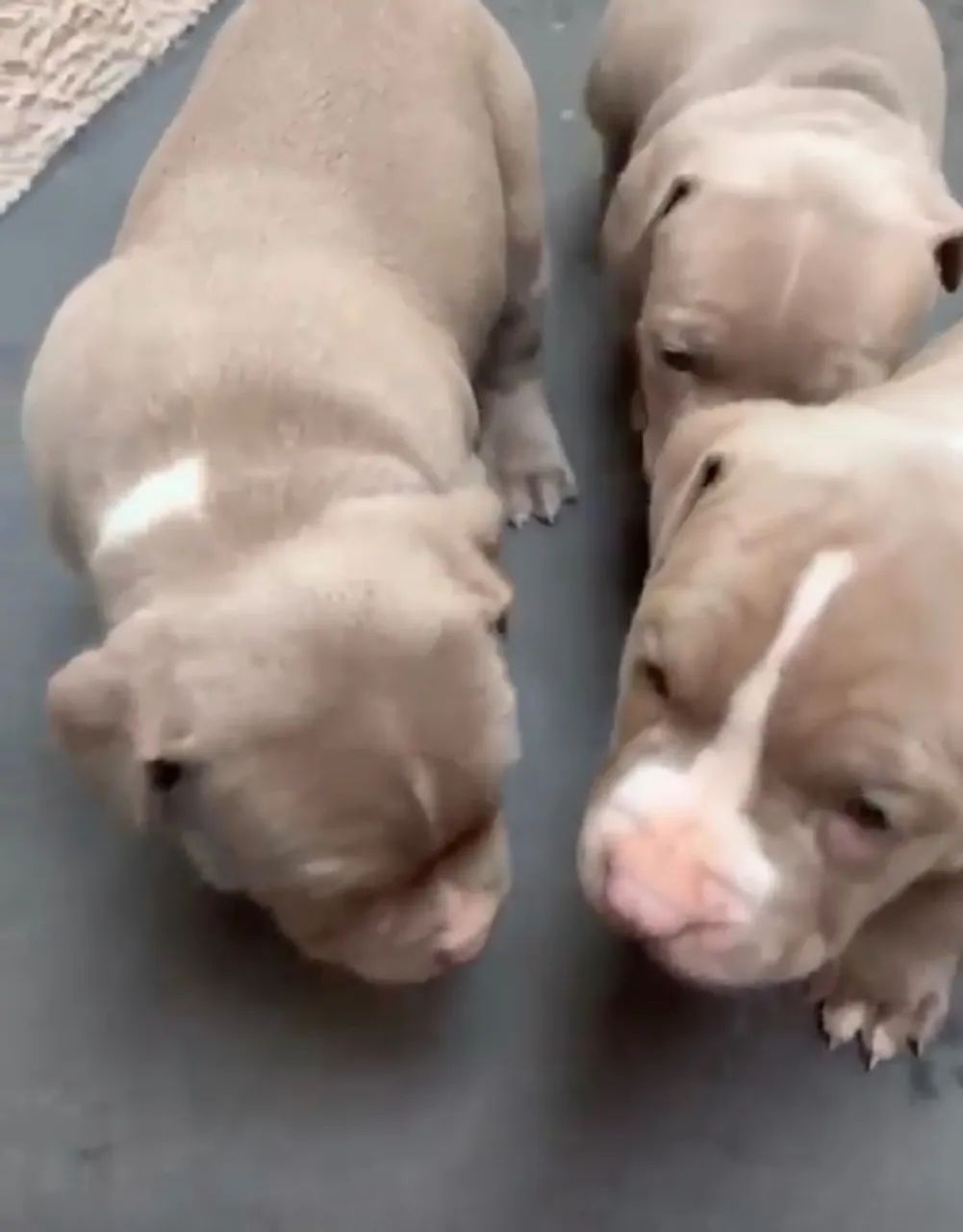 Cachorro pitbull  - Foto 3