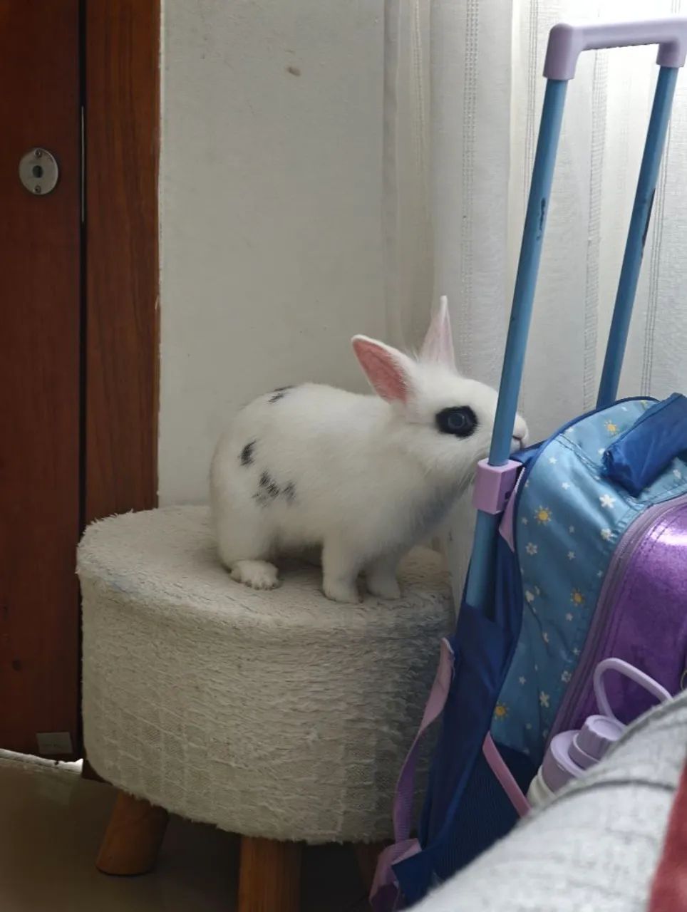 Coelho mini - Foto 3