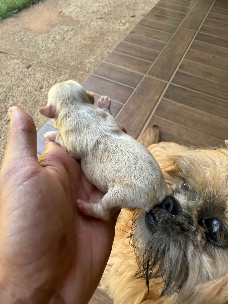 Shitzu  - Foto 4