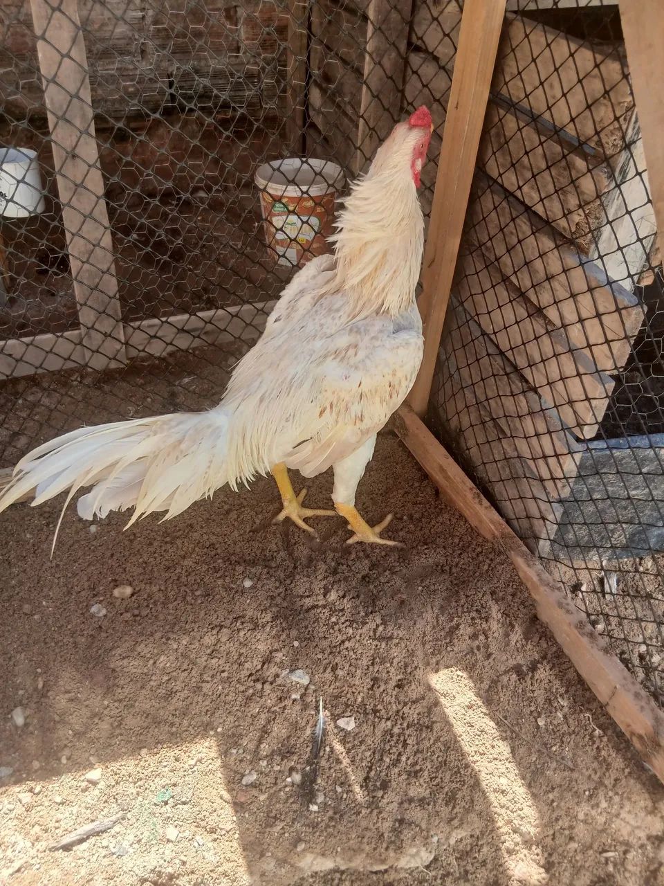Aves saudáveis  - Foto 3