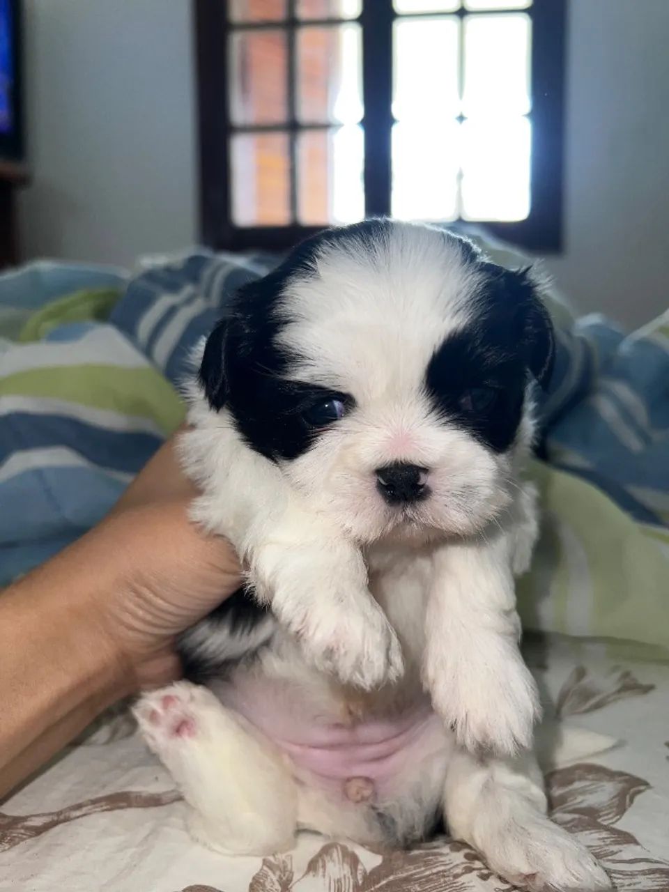 Filhote de shih tzu  - Foto 3