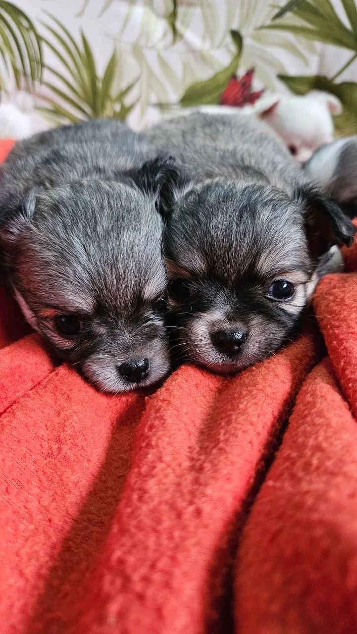 Chihuauha 